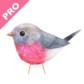 Robin PRO Photo Gallery - Shopify App Integration Klimo.io